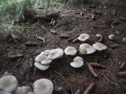 Clitocybe nebularis