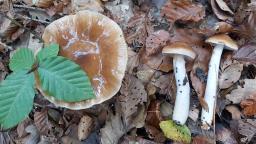 Cortinarius elatior