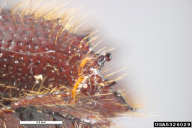 Ips typographus