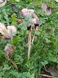 Coprinus comatus