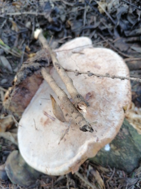 Ganoderma carnosum