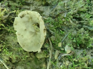 Helvella acetabulum
