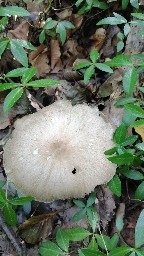 Megacollybia platyphylla