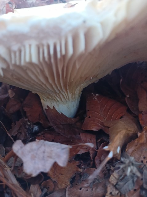 Lactifluus bertillonii