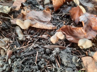 Helvella elastica