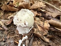 Amanita excelsa