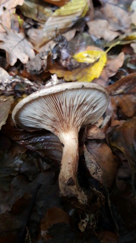 Paxillus involutus