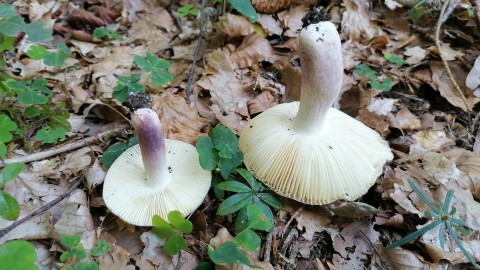 Russula violeipes