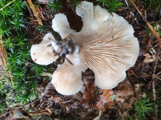 Clitopilus prunulus