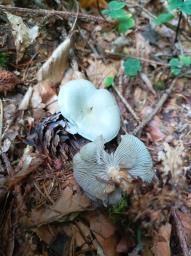 Clitocybe odora