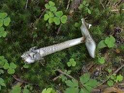 Amanita submembranacea