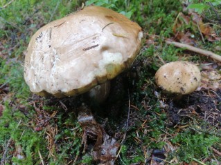 Boletus edulis