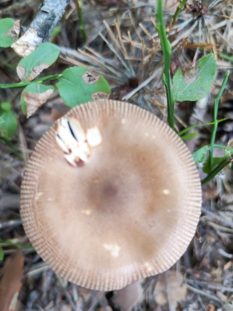 Amanita fulva