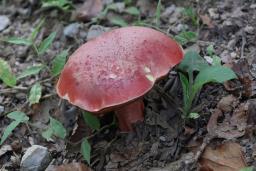 Rubroboletus dupainii