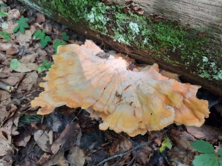 Laetiporus sulphureus