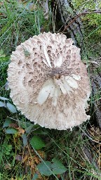 Macrolepiota procera