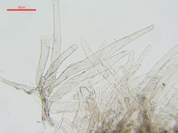 Lepiota griseovirens