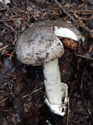 Amanita vaginata