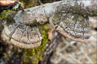 Phellinus pomaceus