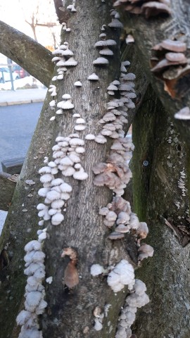 Schizophyllum commune