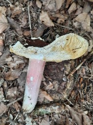 Russula olivacea