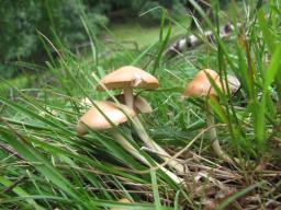 Marasmius oreades