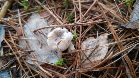 Rhizocybe pruinosa