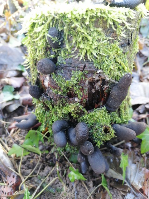 Xylaria polymorpha