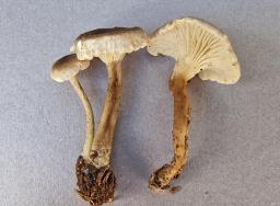 Infundibulicybe trulliformis