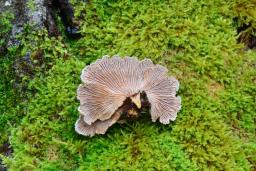 Schizophyllum commune