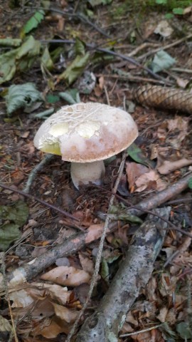 Boletus reticulatus