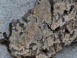 Mycobernardia incrustans