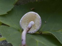 Cystolepiota bucknallii