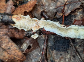 Byssomerulius corium