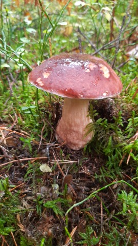 Boletus pinophilus