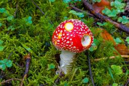 Amanita muscaria