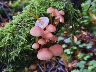 Mycena renati