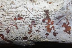 Gloeocystidiellum clavuligerum