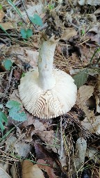 Russula foetens