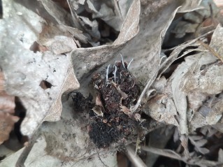 Xylaria carpophila