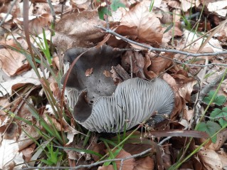 Hygrophorus marzuolus