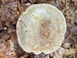 Lactarius luridus