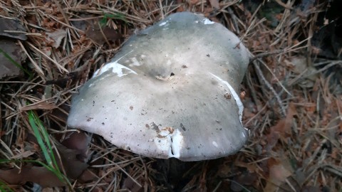 Russula cyanoxantha