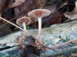 Tubaria conspersa