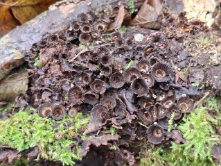 Cyathus striatus