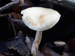 Lentinus brumalis