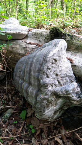 Fomes fomentarius