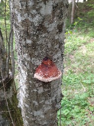 Fomitopsis pinicola