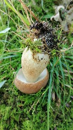 Boletus reticulatus