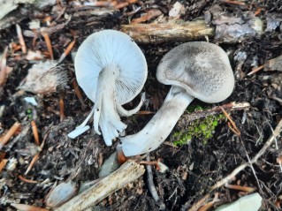 Tricholoma scalpturatum